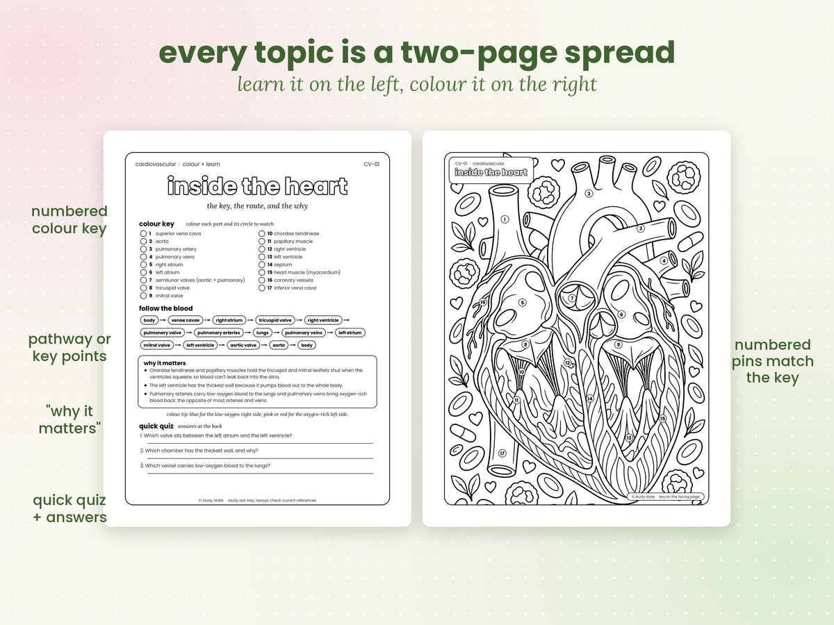 Colour + Learn: Cardiovascular (Printable PDF)