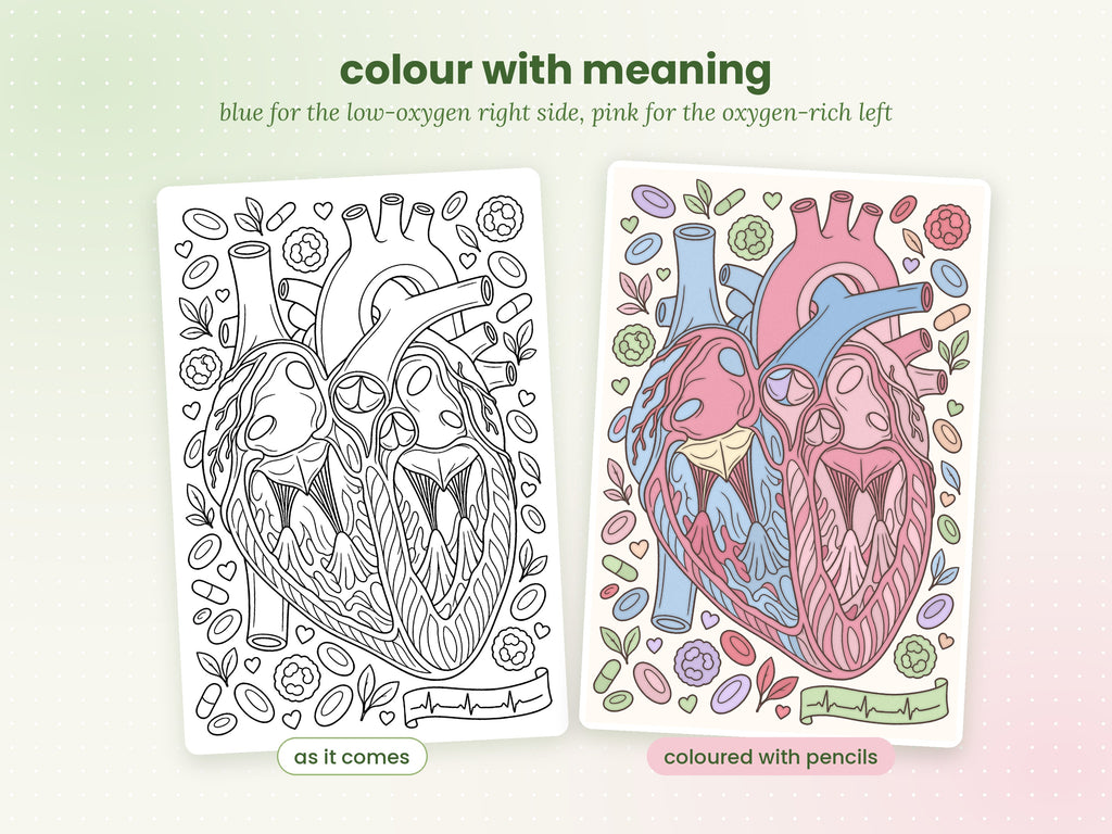 Colour + Learn: Cardiovascular (Printable PDF)