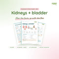 Kidneys + Bladder study guide PDF by Study State: cover and pages
